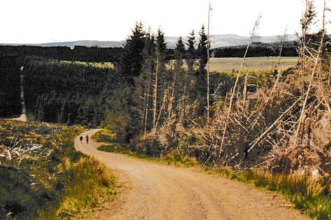 Redesdale Forest